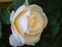 SA500228.webp