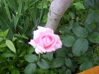 SA500241.webp