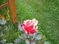 SA500243.webp