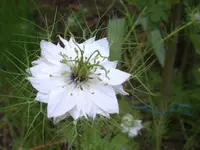 SA500248.webp