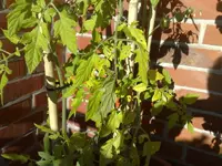 TomateA_2.webp