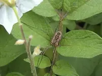 spinne.webp