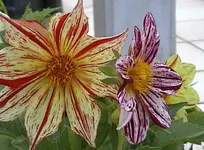 dahlienzwerg.webp