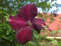 Garten Juli1 001.webp
