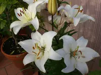 Garten Juli1 003.webp