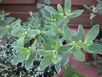 Garten Juli1 005.webp
