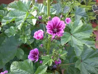 Garten Juli1 006.webp