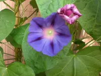 Garten Juli1 007.webp