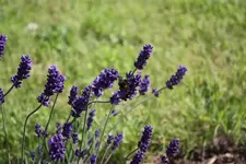IMG_0753  1.webp