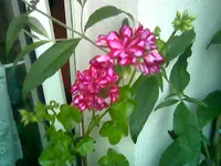 Geranie.webp