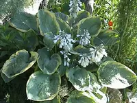 DSC00010.webp