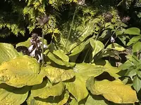 DSC00015.webp