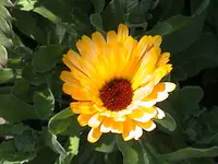 DSC00017.webp