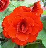 Begonie (3).webp