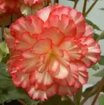 Begonien (2).webp