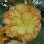 Begonien (1).webp