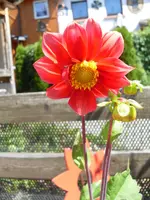 Dahlie rot 15.06.2009 2.webp