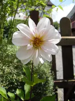 Dahlie weiß rosa 14.06.2009 1.webp