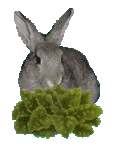 hase_0159[1].gif