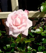 new dawn 1.webp