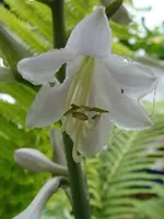 funkienblüte.webp