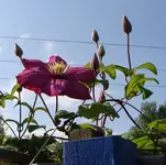 clematis4.webp