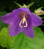 blüte1.webp