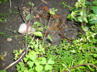 schnecken2.webp