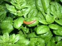 schnecken3.webp