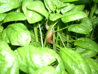 schnecken4.webp