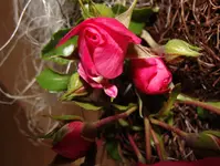 beetrose.webp