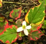 BunteBlume.webp