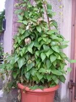 Hilfe, meine Clematis geht ein1.webp