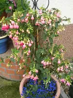 Neueste Fuchsie vom Lidl.webp