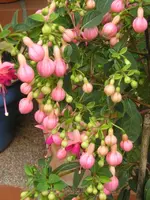 Neueste Fuchsie vom Lidl1.webp