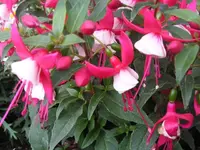 Fuchsien.webp