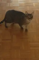 Maggooboy2.jpg