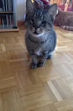Maggooboy 1.jpg