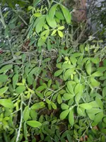 Ginster 001.webp