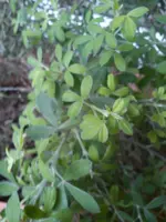 Ginster 003.webp