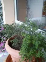 Ginster 005.webp