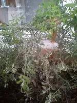 Ginster 007.webp