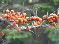 DSCN9933.webp