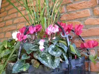 Alpenveilchen.webp