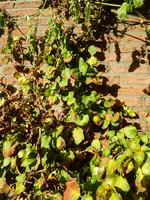 Kletterhortensie.webp