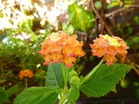 Wunderblume.webp