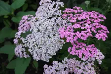 PA180945.webp