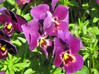 lila v (1).webp