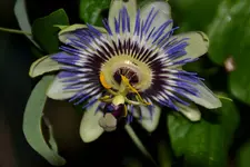 Pasionsblume_26560.webp