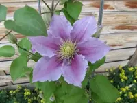 003.webp